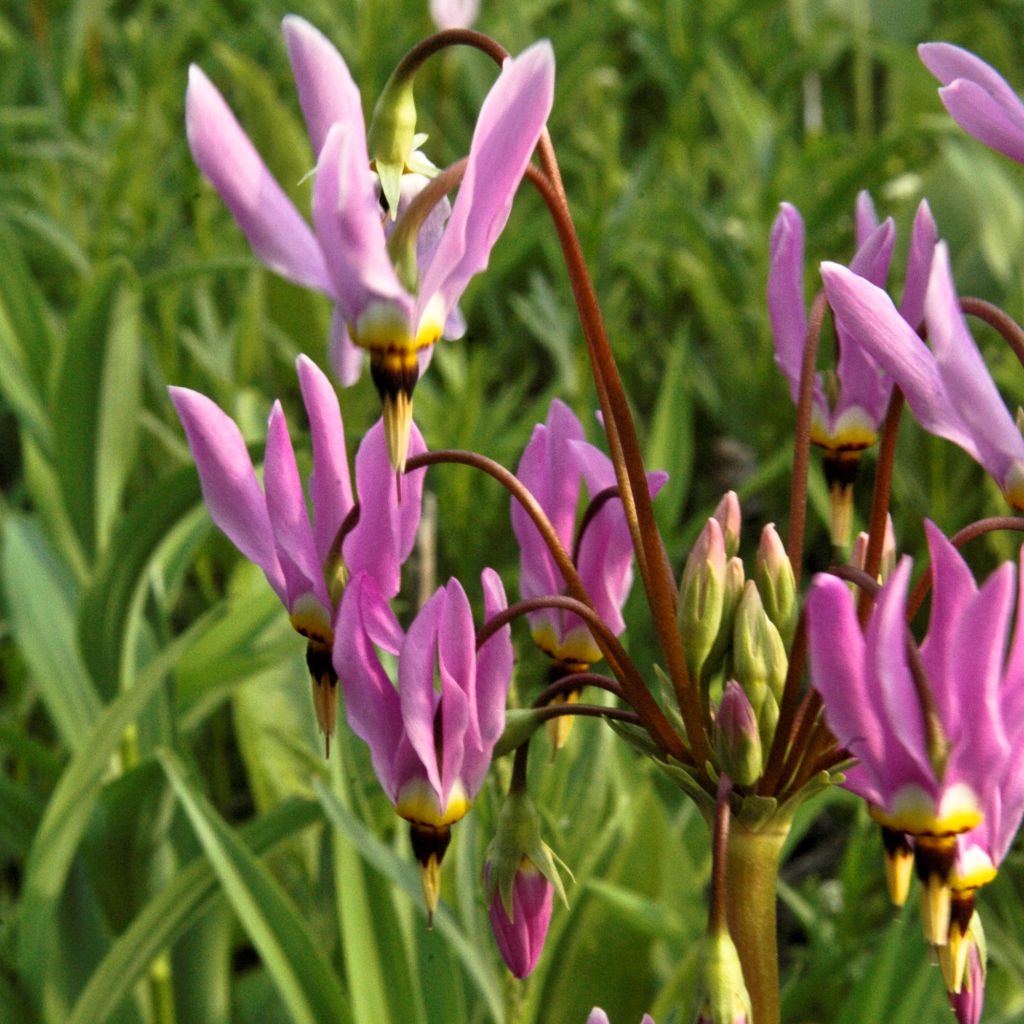 Dodecatheon meadia, Gyroselle