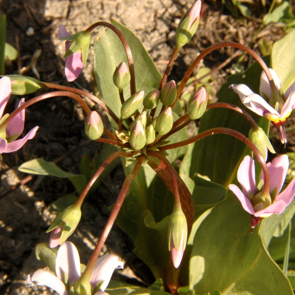 Dodecatheon meadia, Gyroselle