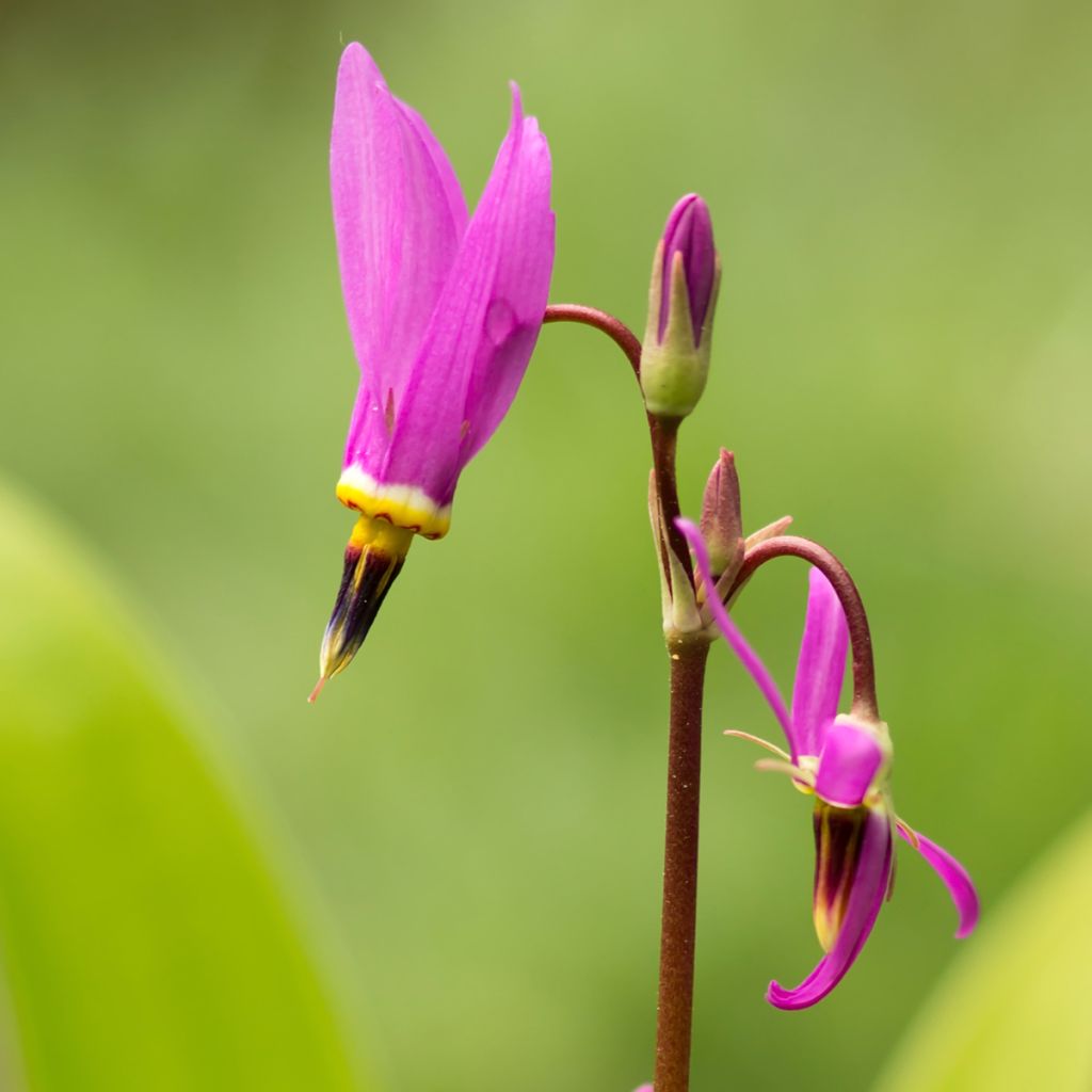 Dodecatheon meadia -  Gyroselle de Virginie