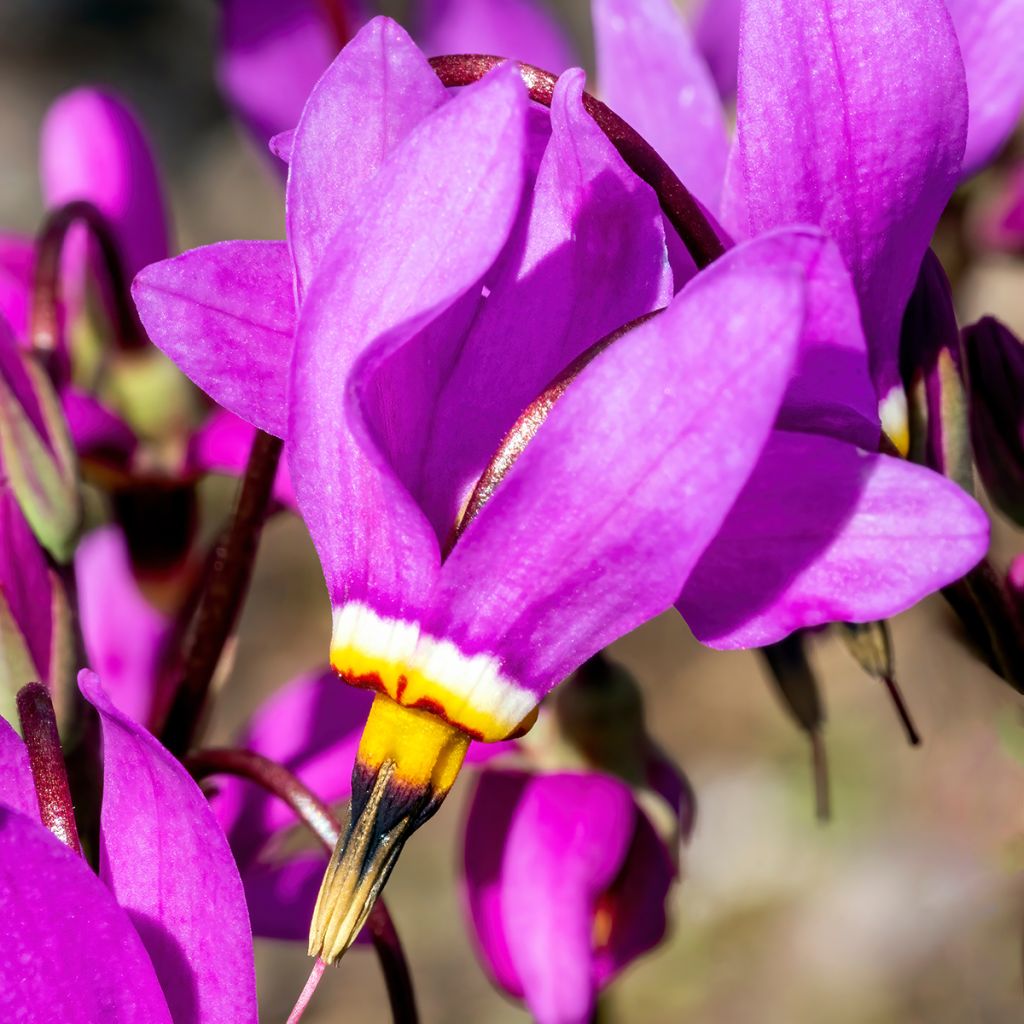 Dodecatheon meadia -  Gyroselle de Virginie