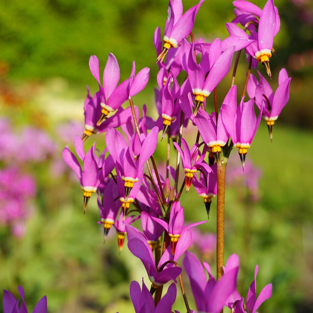 Dodecatheon meadia -  Gyroselle de Virginie