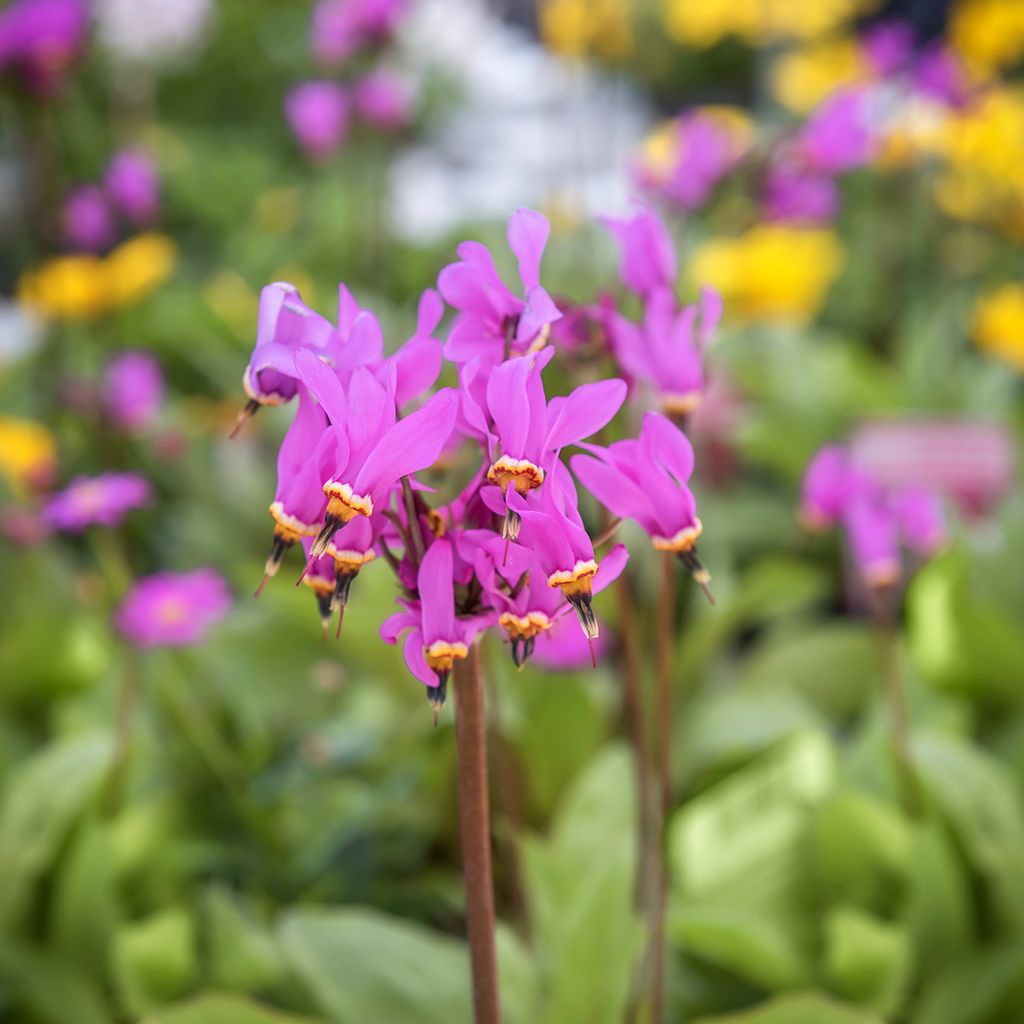 Dodecatheon meadia -  Gyroselle de Virginie