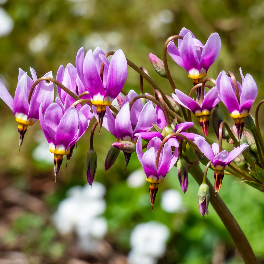 Dodecatheon meadia -  Gyroselle de Virginie