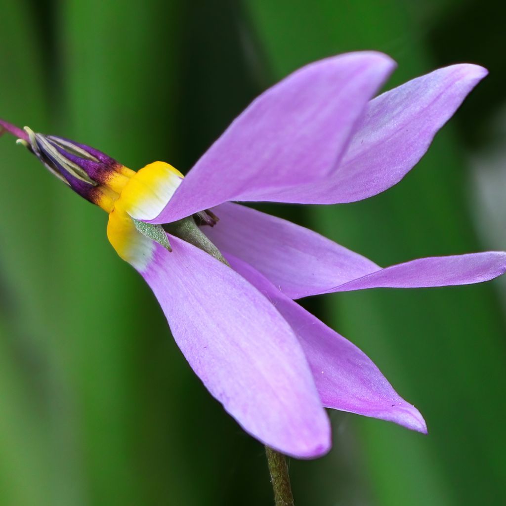 Dodecatheon meadia -  Gyroselle de Virginie