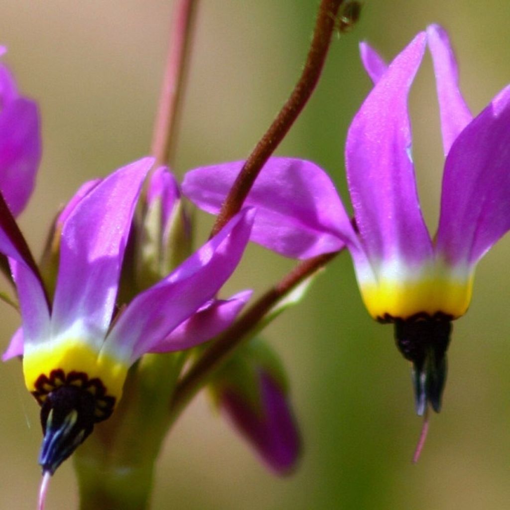 Dodecatheon meadia Queen Victoria