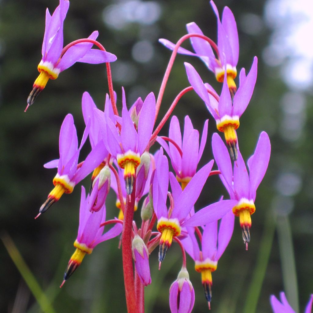 Dodecatheon pulchellum Red Wings, Gyroselle