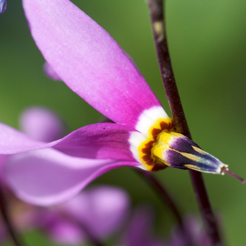 Dodecatheon pulchellum Red Wings, Gyroselle