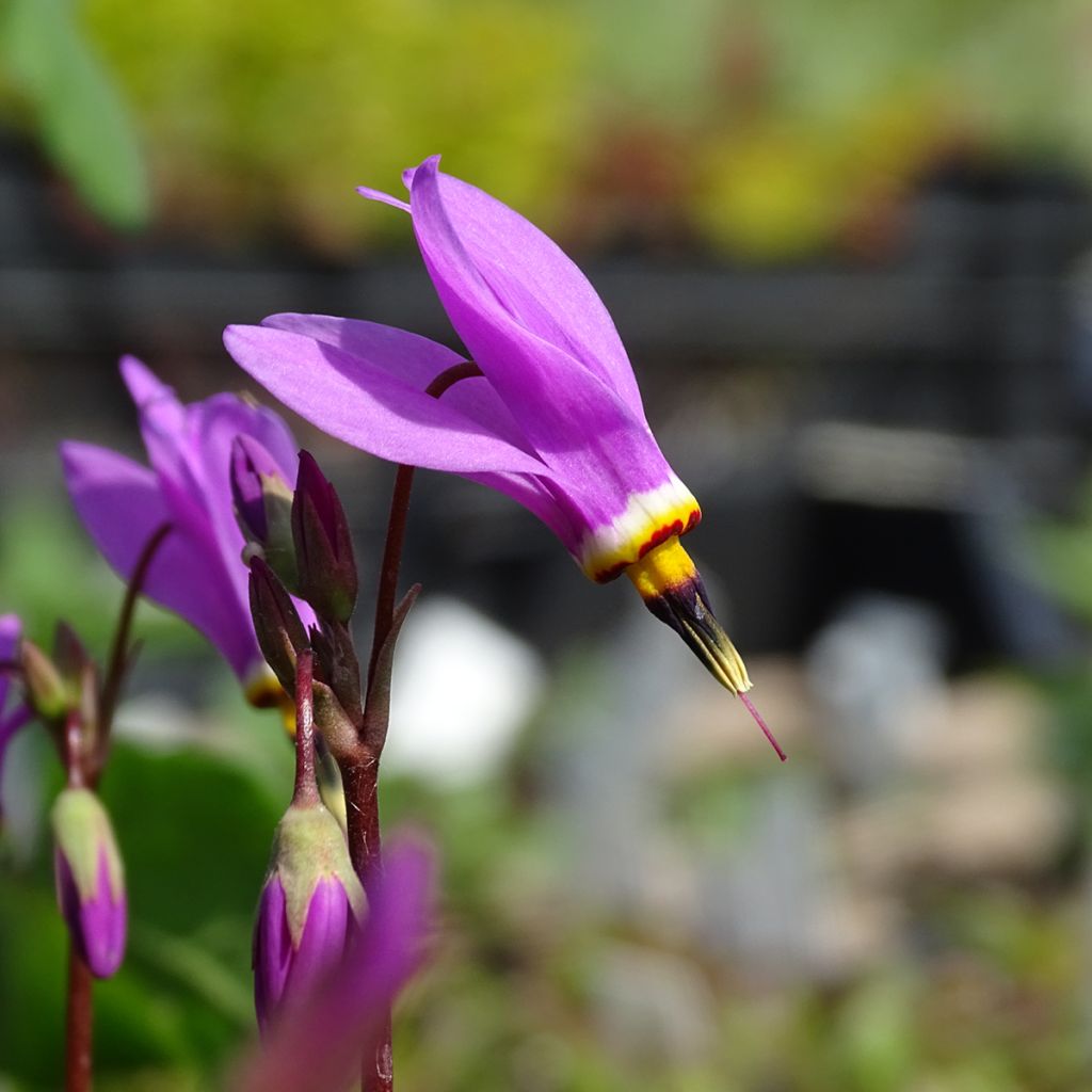 Dodecatheon pulchellum Red Wings - Gyroselle
