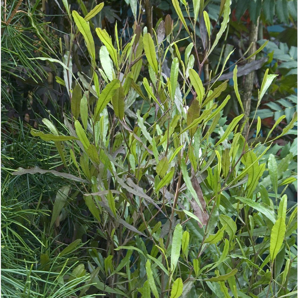Dodonea viscosa Purpurea - Dodonée visqueuse