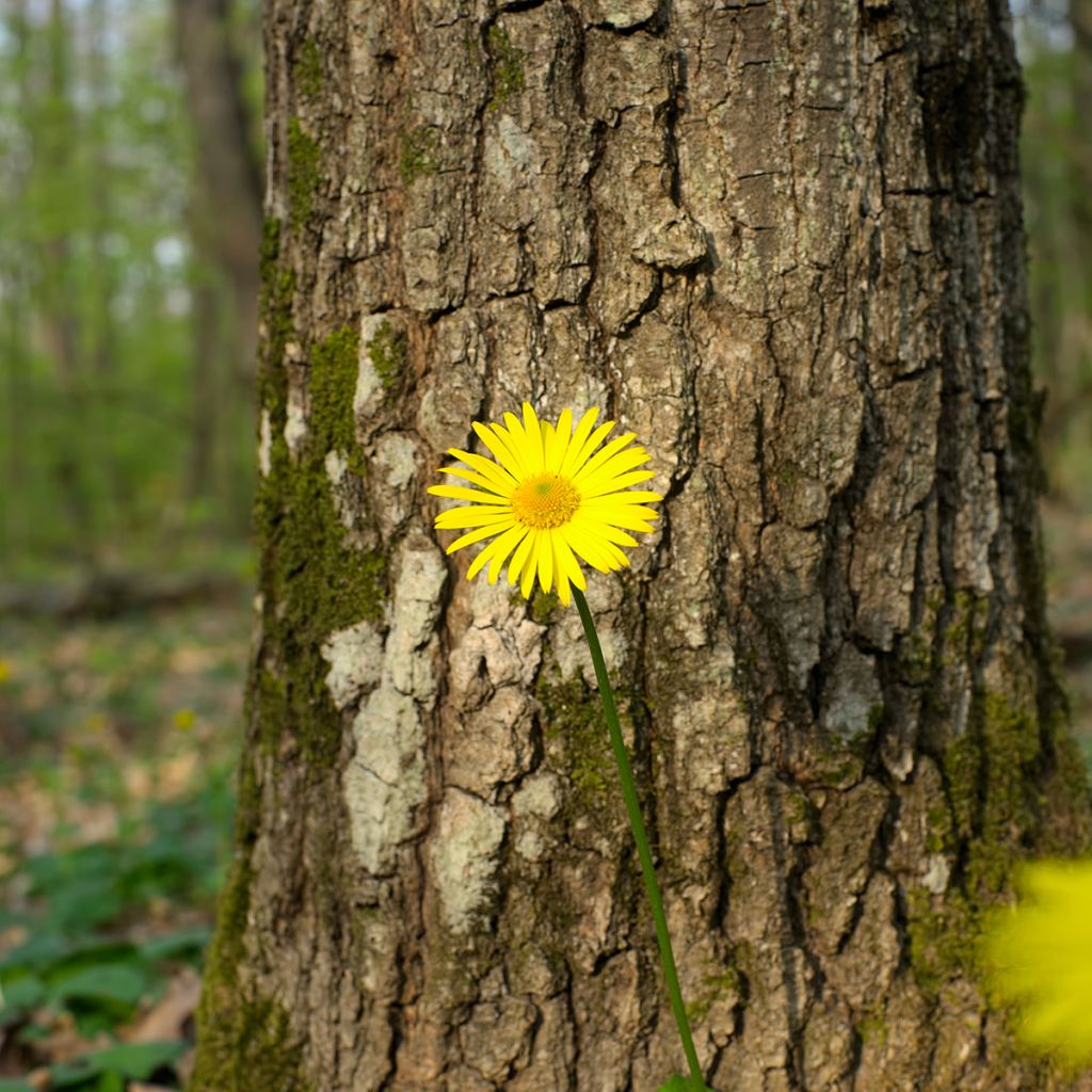 Doronic, Doronicum pardalianches