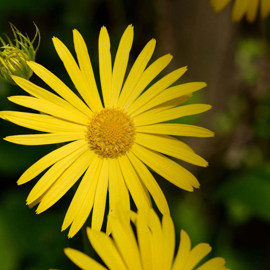 Doronic, Doronicum pardalianches