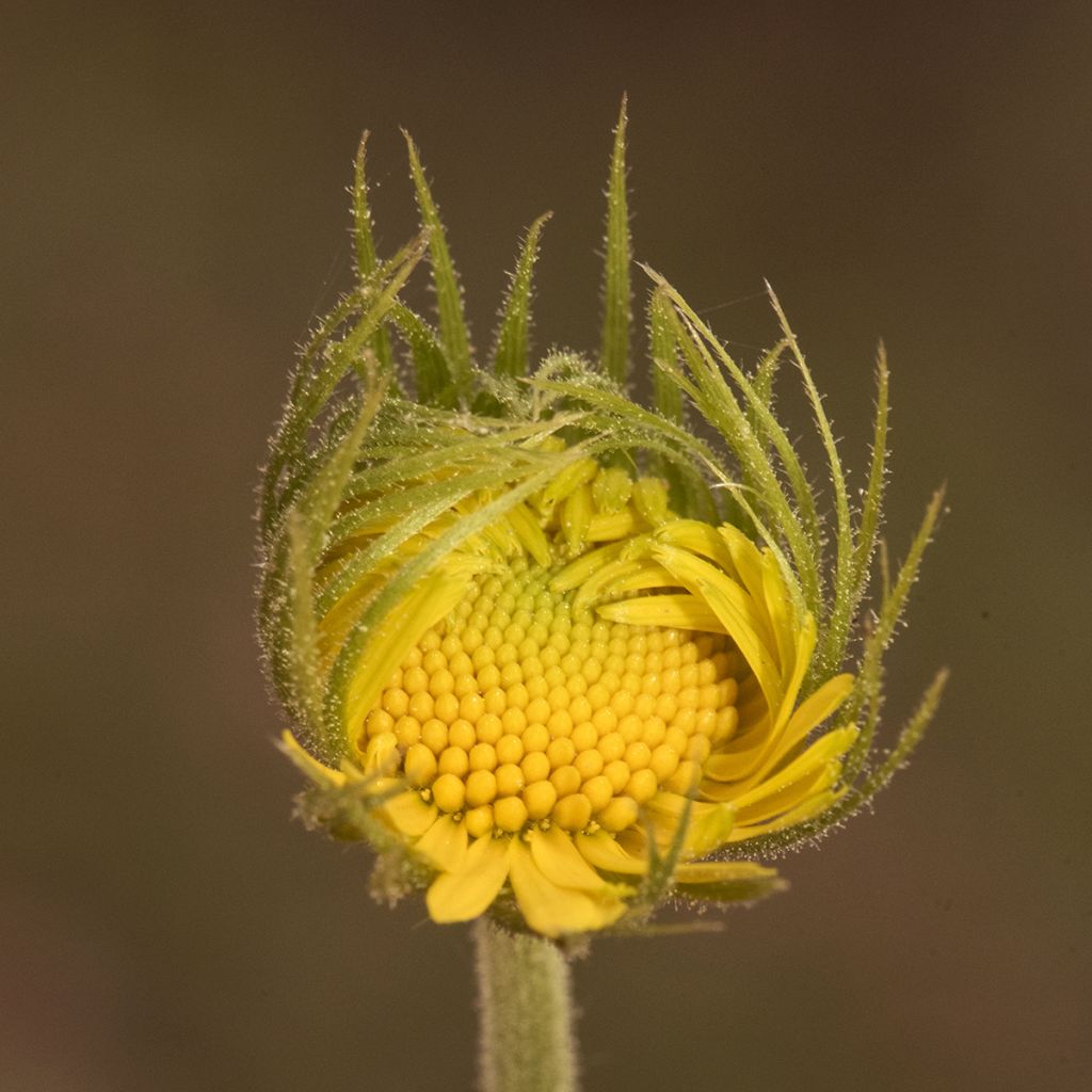 Doronicum plantagineum - Doronic jaune