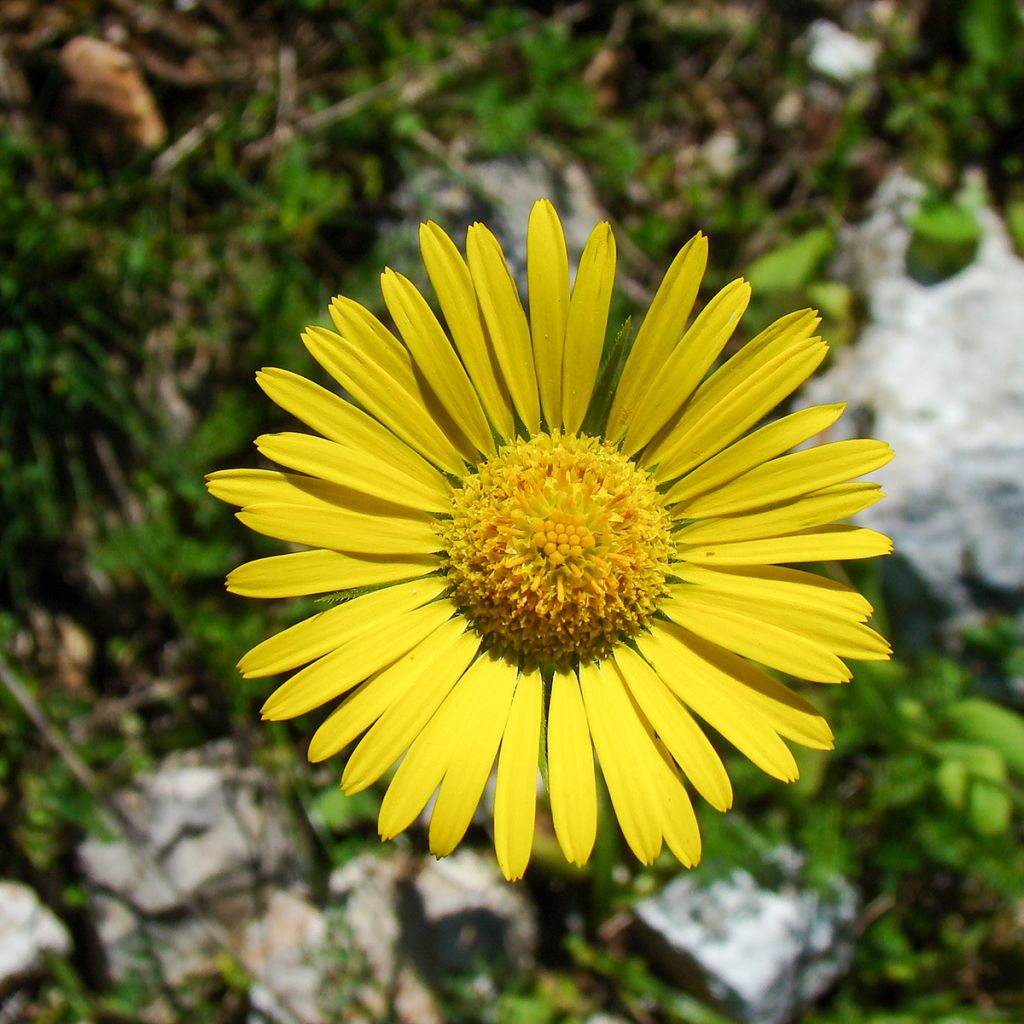 Doronicum plantagineum - Doronic jaune