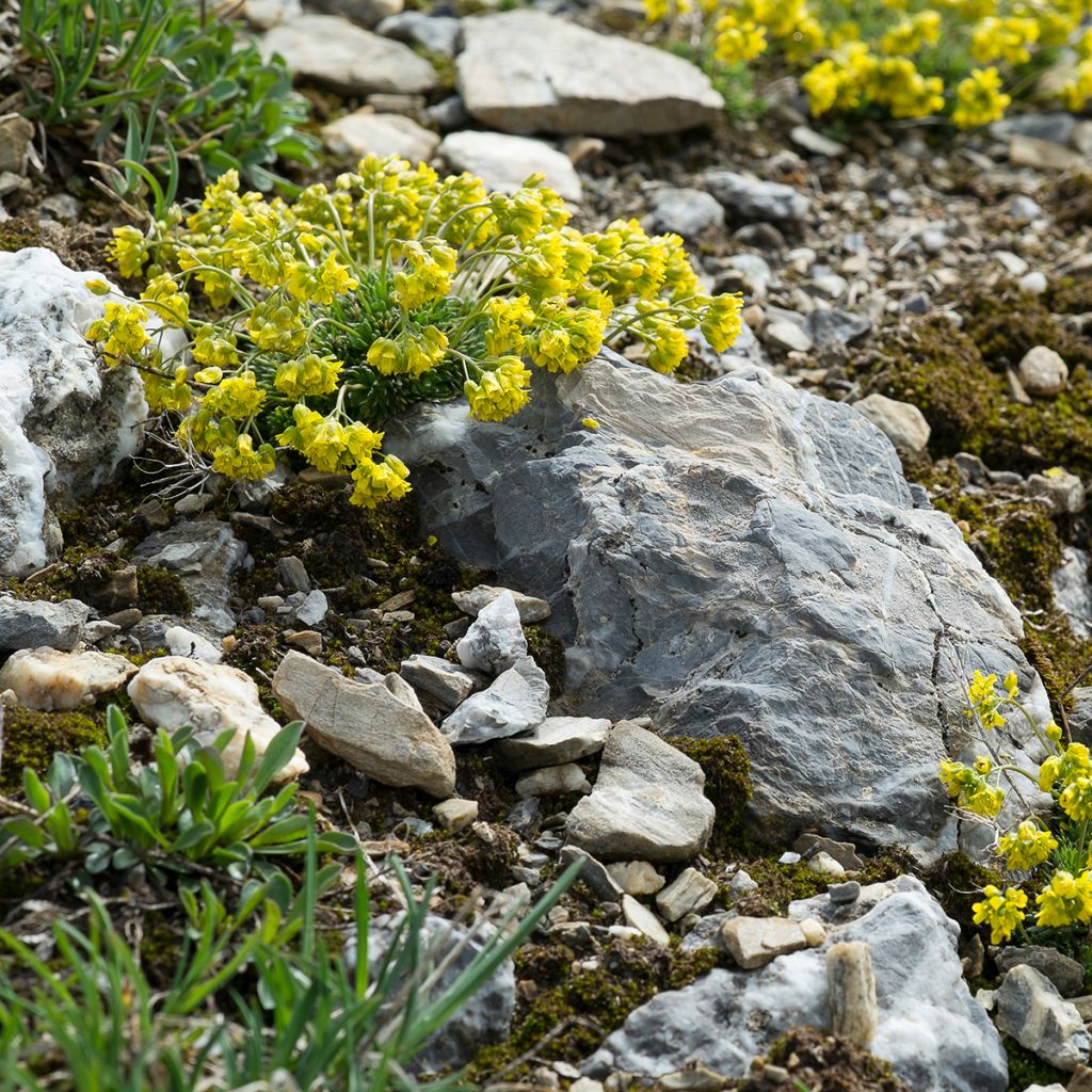 Draba aizoides - Drave faux Aïzoon