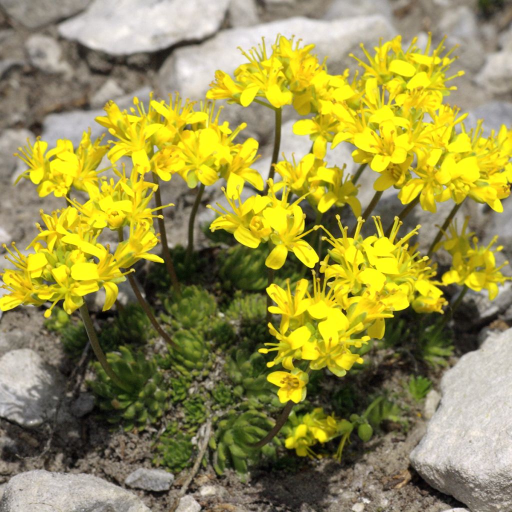 Draba aizoides - Drave faux Aïzoon