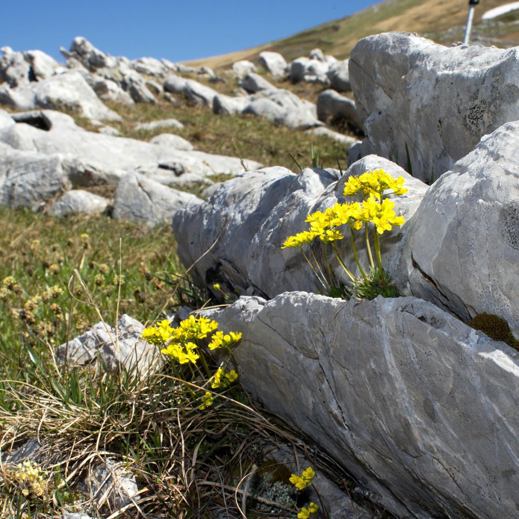 Draba aizoides - Drave faux Aïzoon