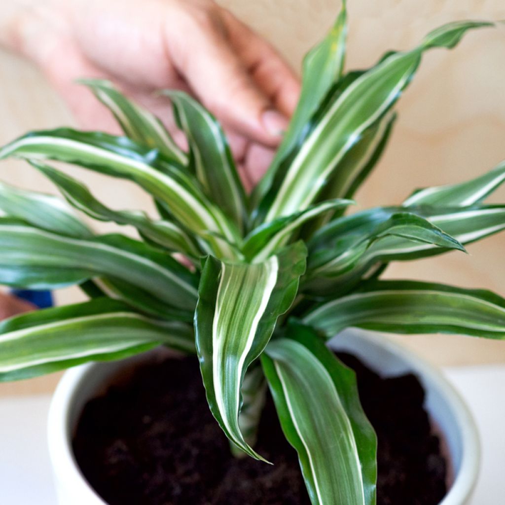 Dracaena Kanzi - Dragonnier