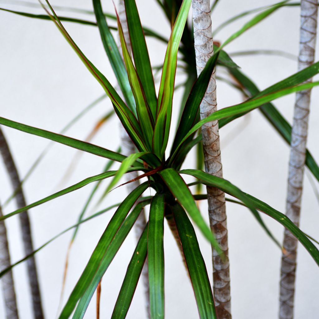 Dracaena marginata - Dragonnier de Madagascar