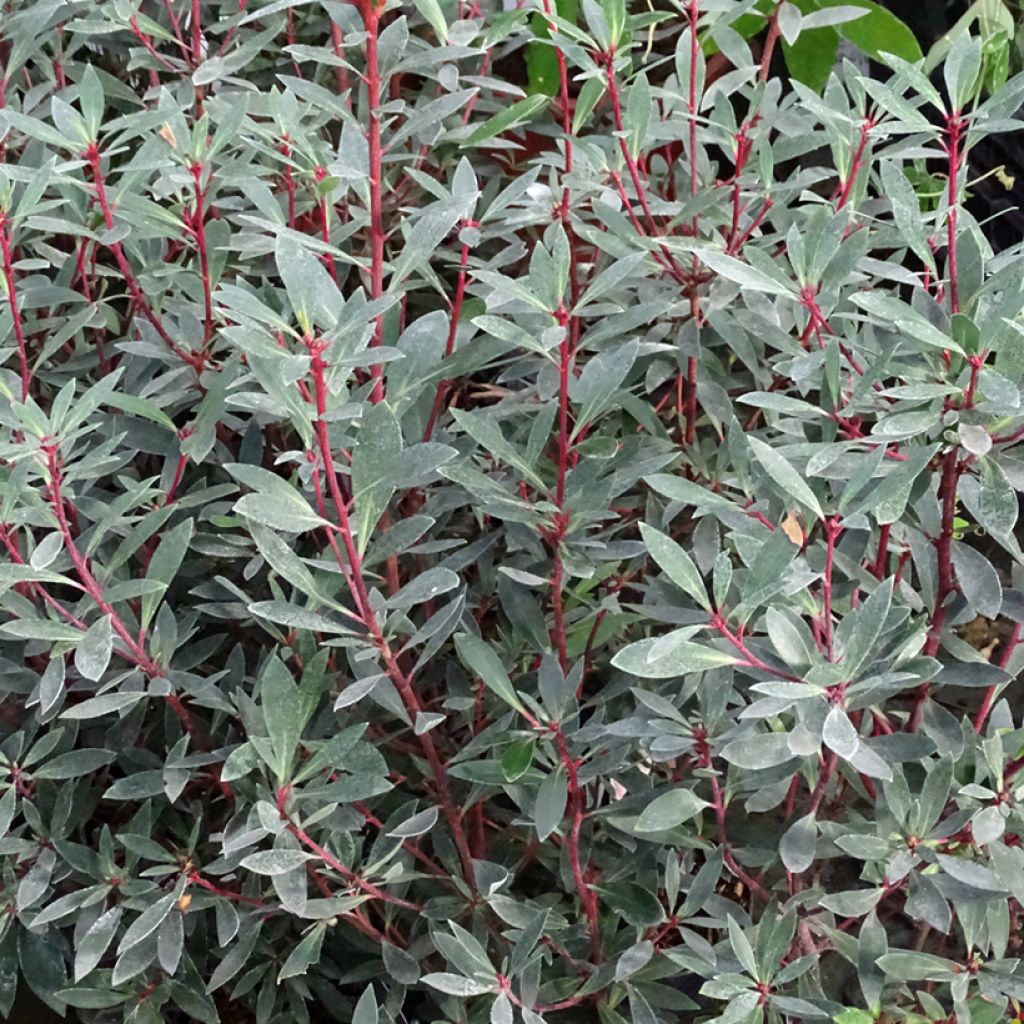 Drimys Red Spice - Poivre de Tasmanie