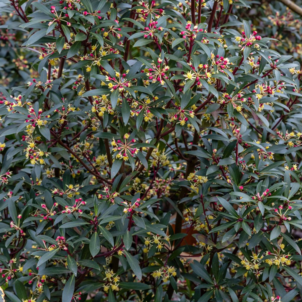 Drimys Red Spice - Poivre de Tasmanie