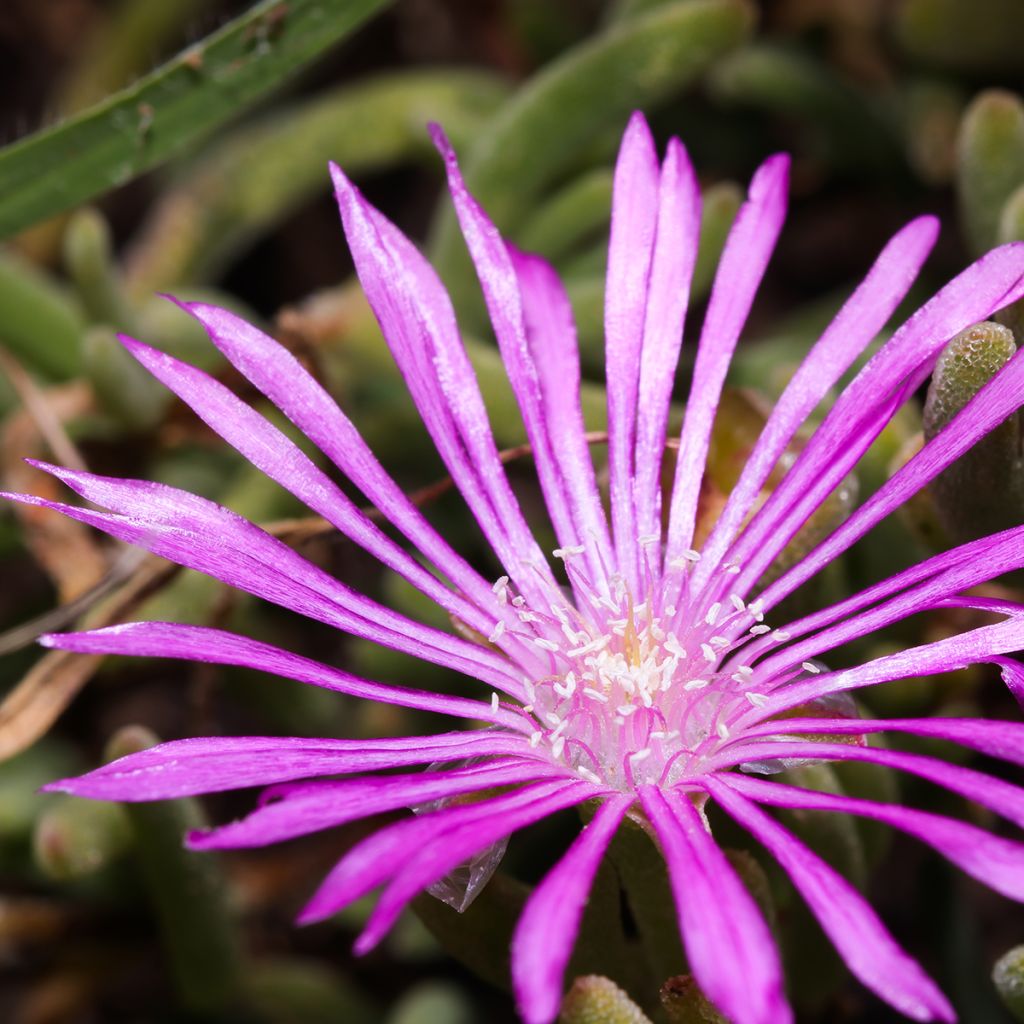 Drosanthemum candens (= floribundum)