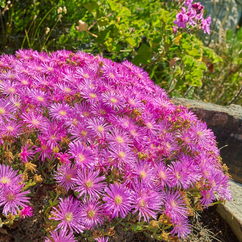 Drosanthemum candens (= floribundum)