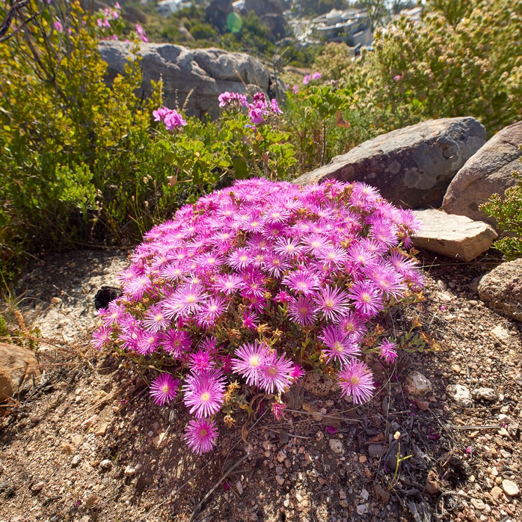 Drosanthemum candens (= floribundum)