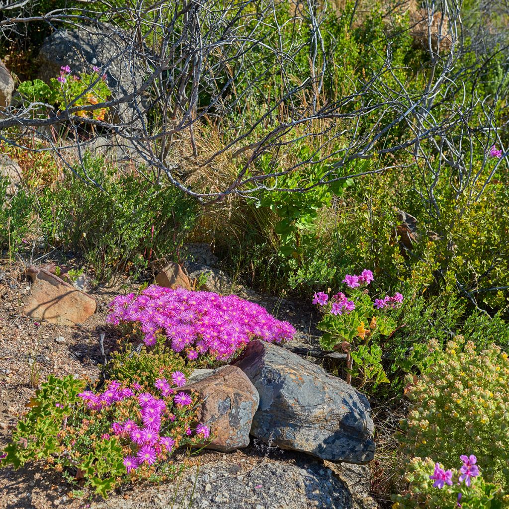 Drosanthemum candens (= floribundum)