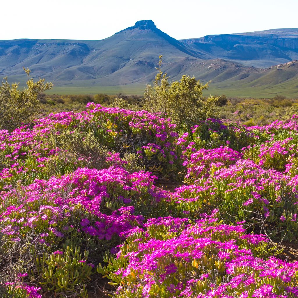 Vente de Drosanthemum hispidum, Graine de Riz - Pépinières Quissac