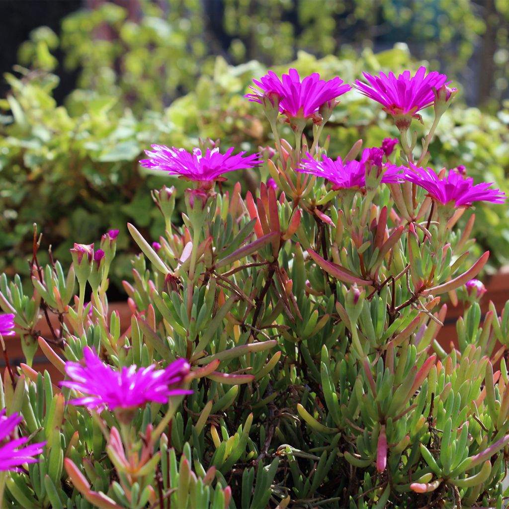 Vente de Drosanthemum hispidum, Graine de Riz - Pépinières Quissac