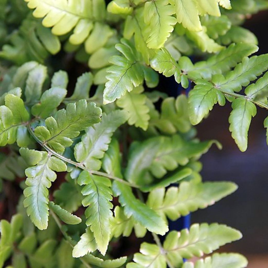 Dryopteris championii - Fougère persistante