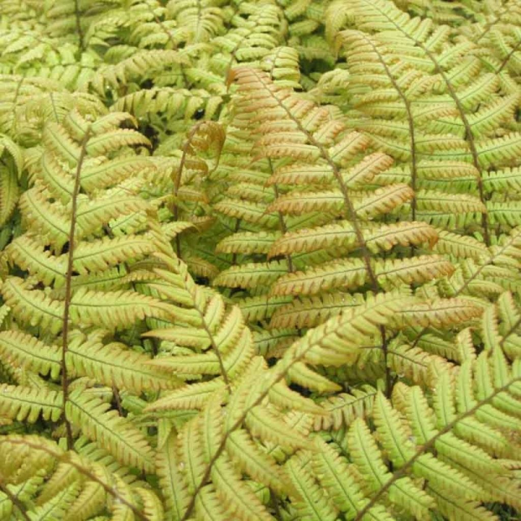 Fougère - Dryopteris erythrosora