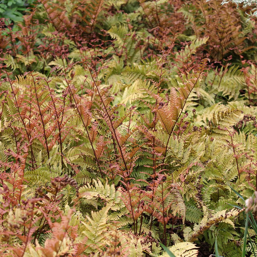 Dryopteris erythrosora - Fougère rose cuivré