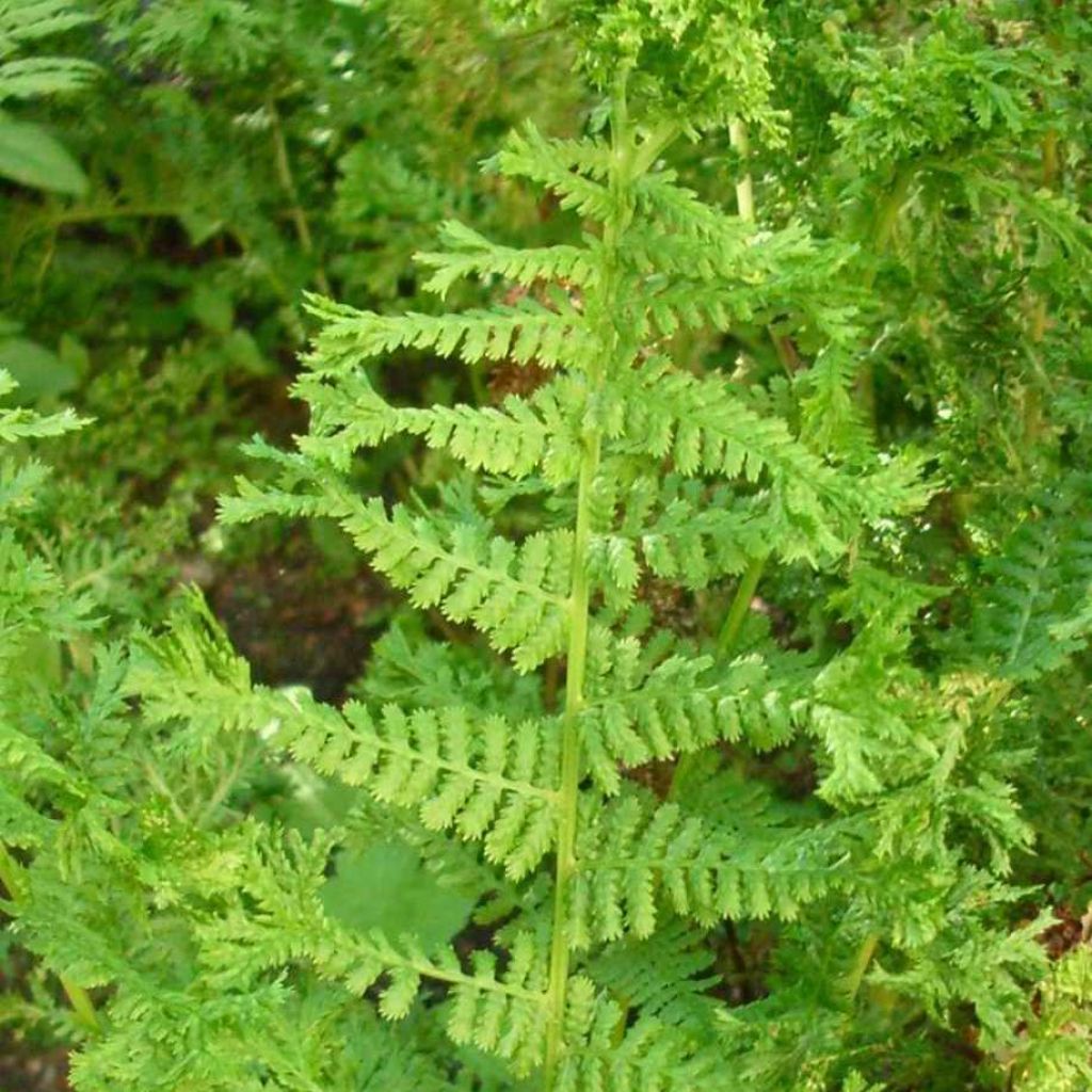 Fougère, Dryopteris filix-mas Crispa Cristata