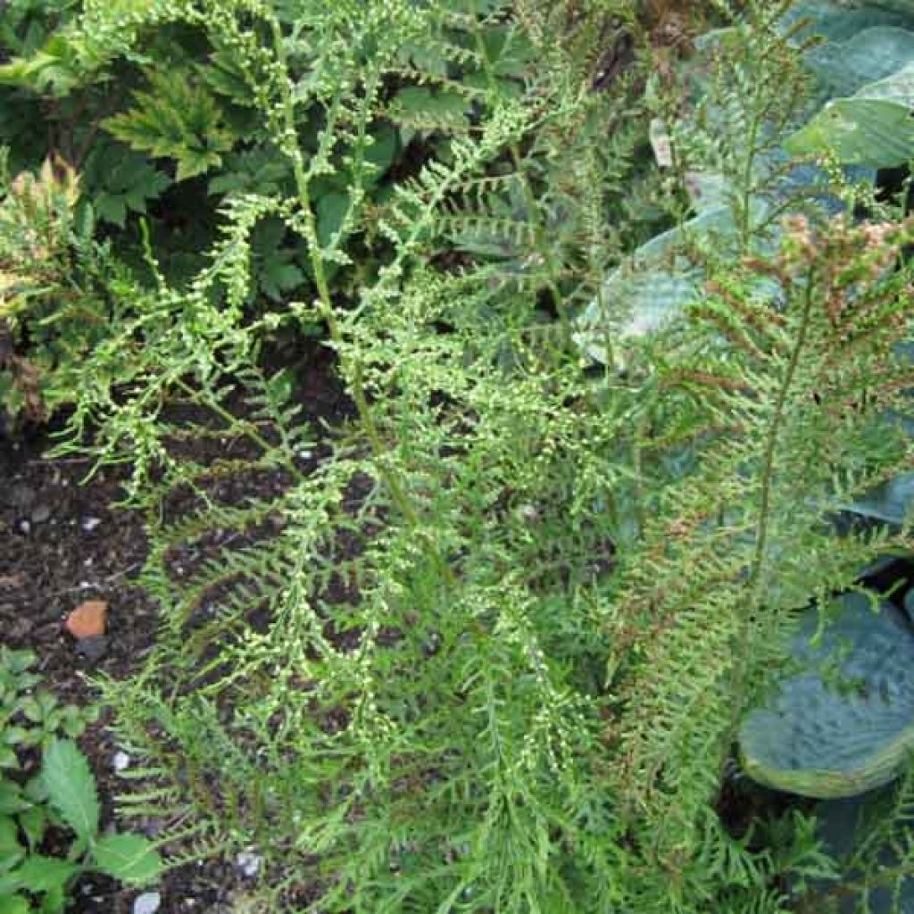 Fougère mâle - Dryopteris Linearis Polydactyla