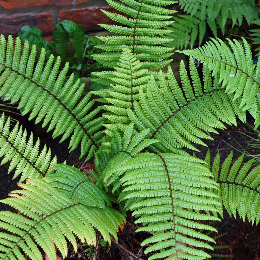 Fougère, Dryopteris wallichiana