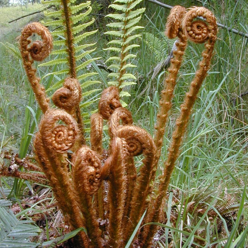 Fougère, Dryopteris wallichiana