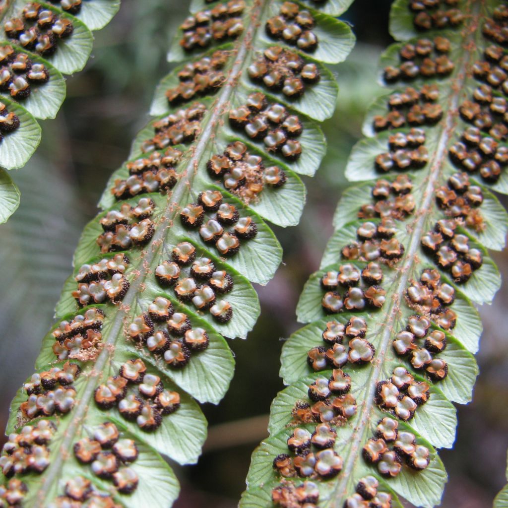 Fougère, Dryopteris wallichiana