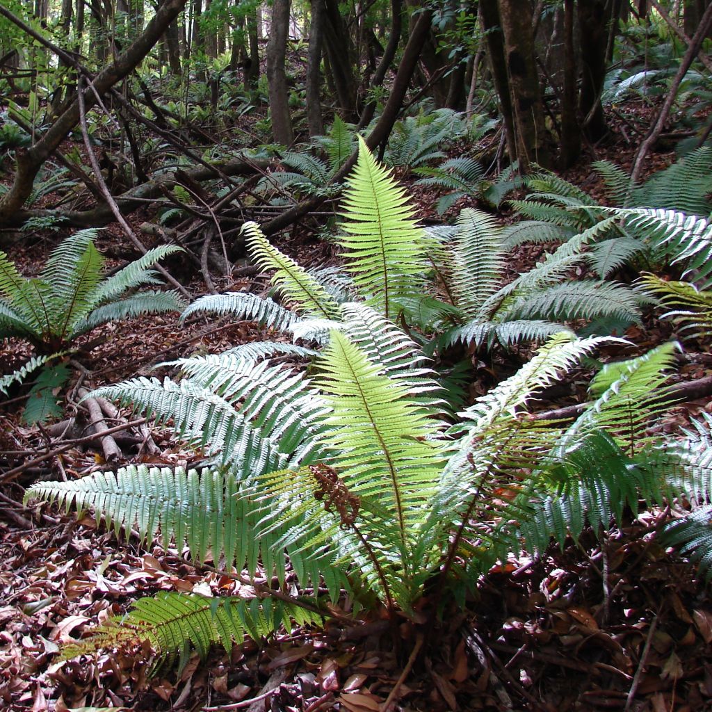 Fougère, Dryopteris wallichiana