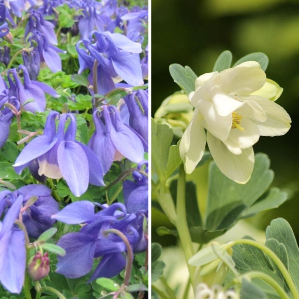 Duo Ancolies naines bleu et blanc