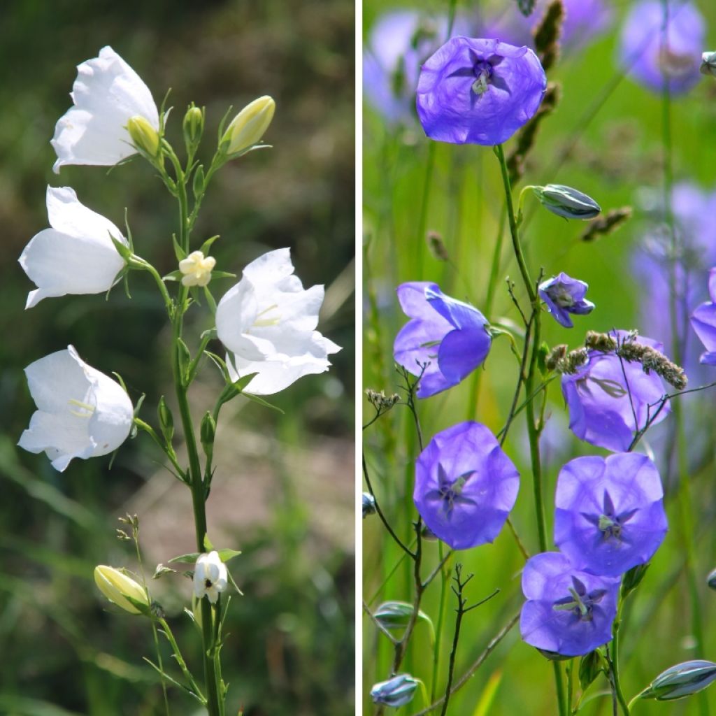 Duo Campanules à fleurs de pêcher bleu et blanc