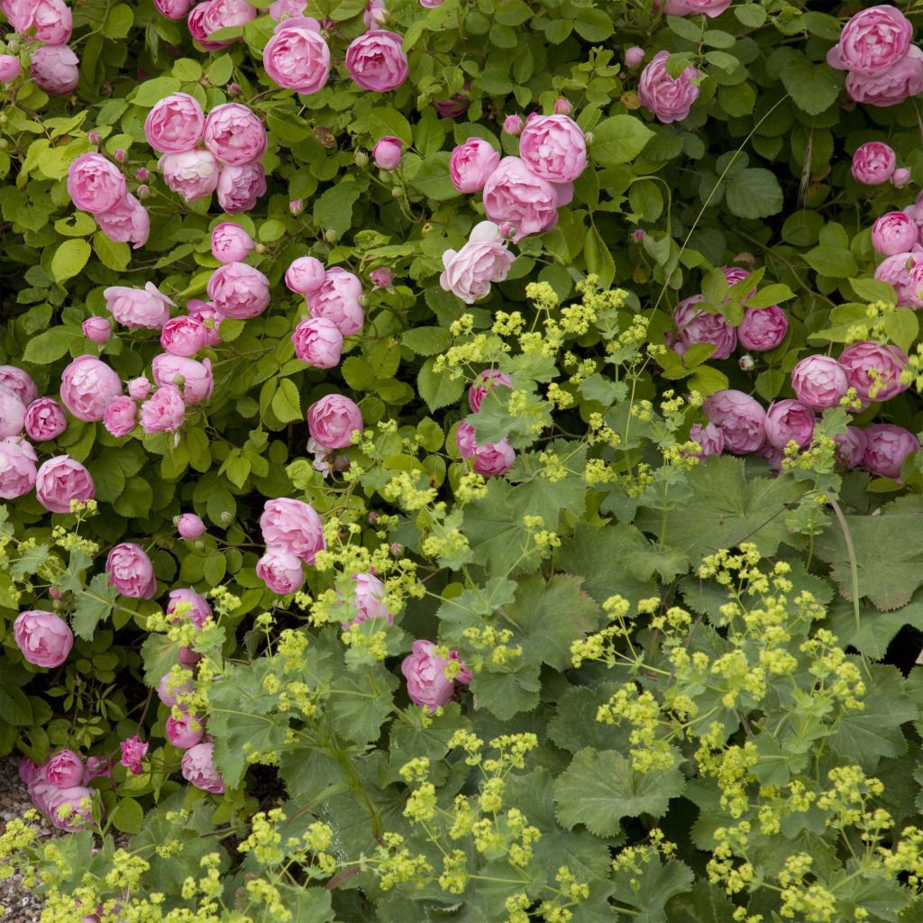 Duo Charme - Duo de Rosier et d'alchémilles