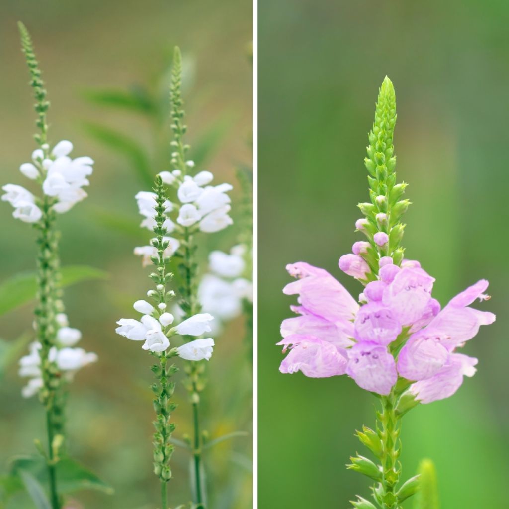 Duo Physostegias blanc et rose