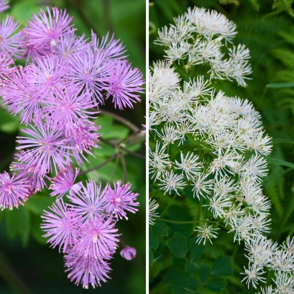 Duo Thalictrum aquilegifolium