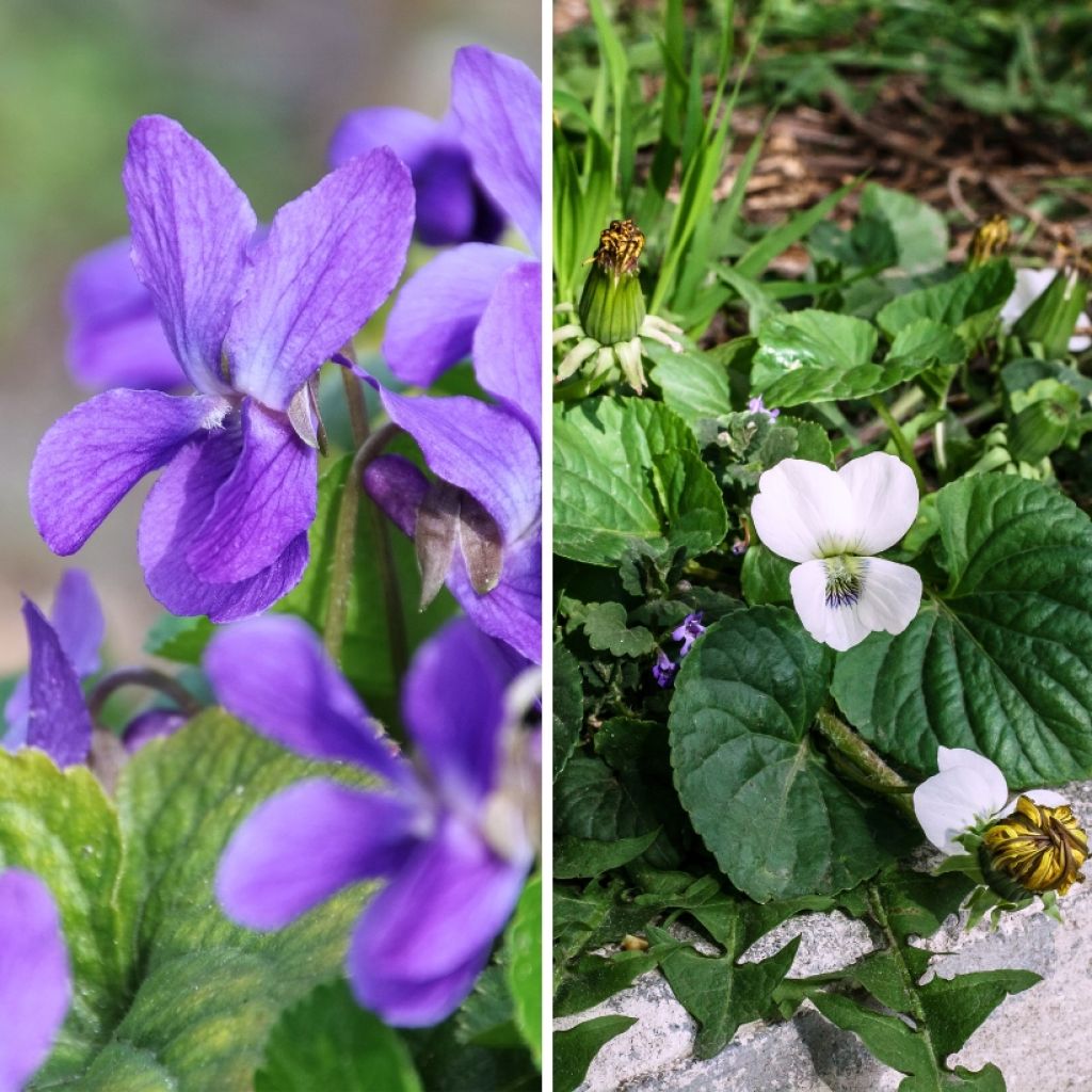 Duo Violettes odorantes