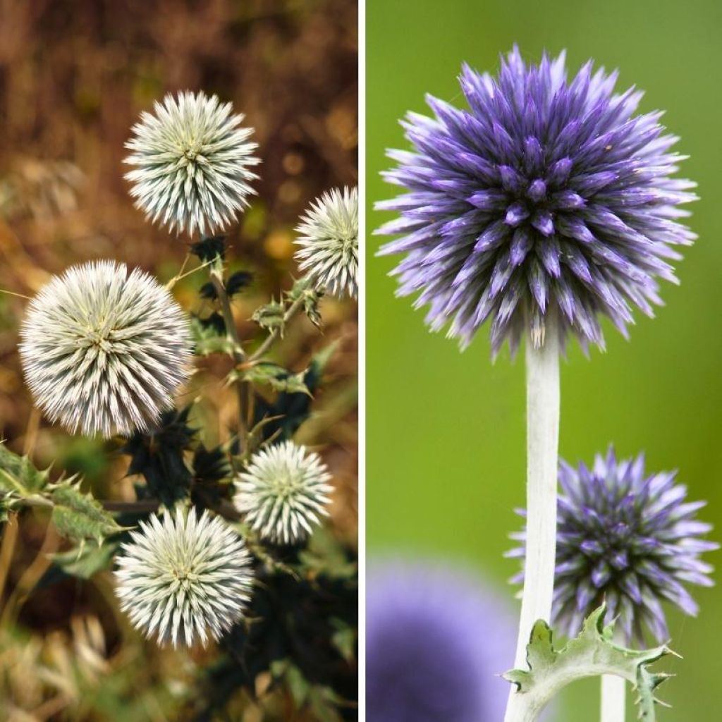 Duo chardons boules bleu et blanc