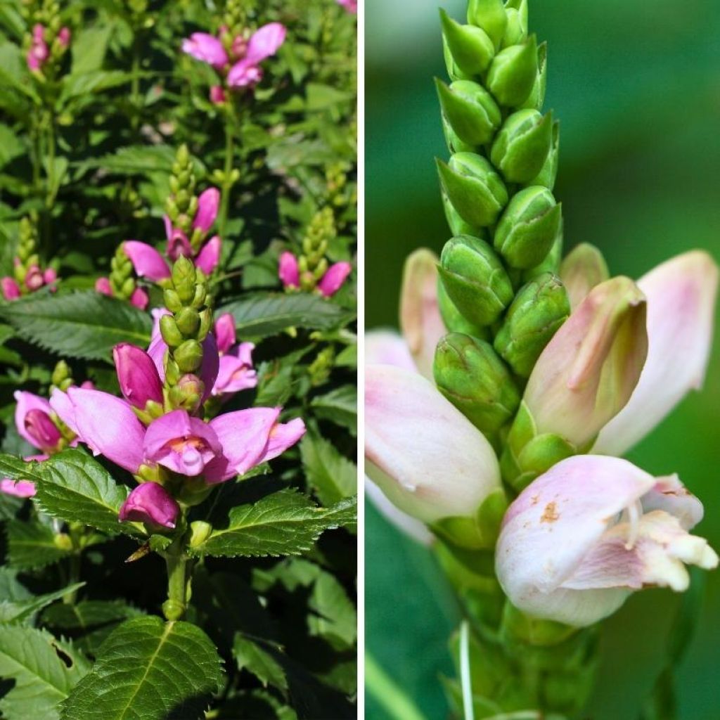 Duo Chelones blanc et rose