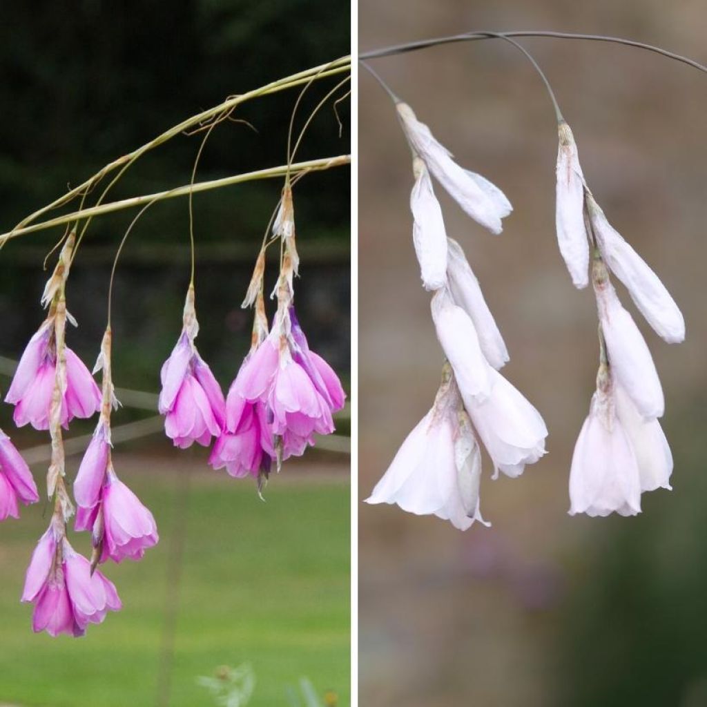 Duo Dieramas rose et blanc