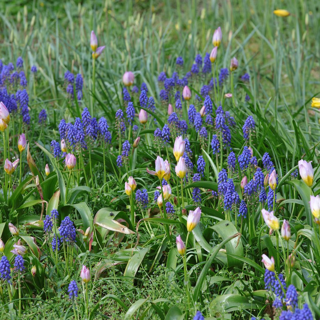 Duo Petits bulbes à naturaliser pour le soleil rose et bleu