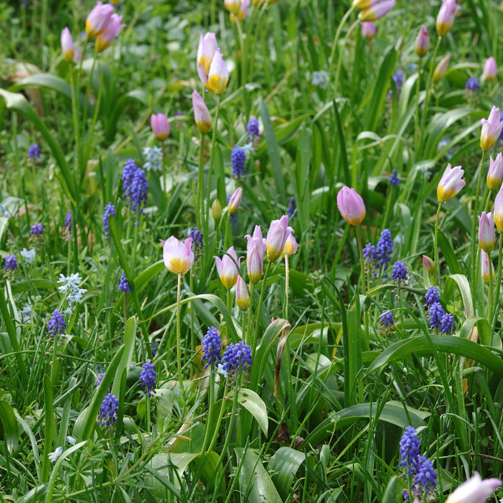 Duo Petits bulbes à naturaliser pour le soleil rose et bleu